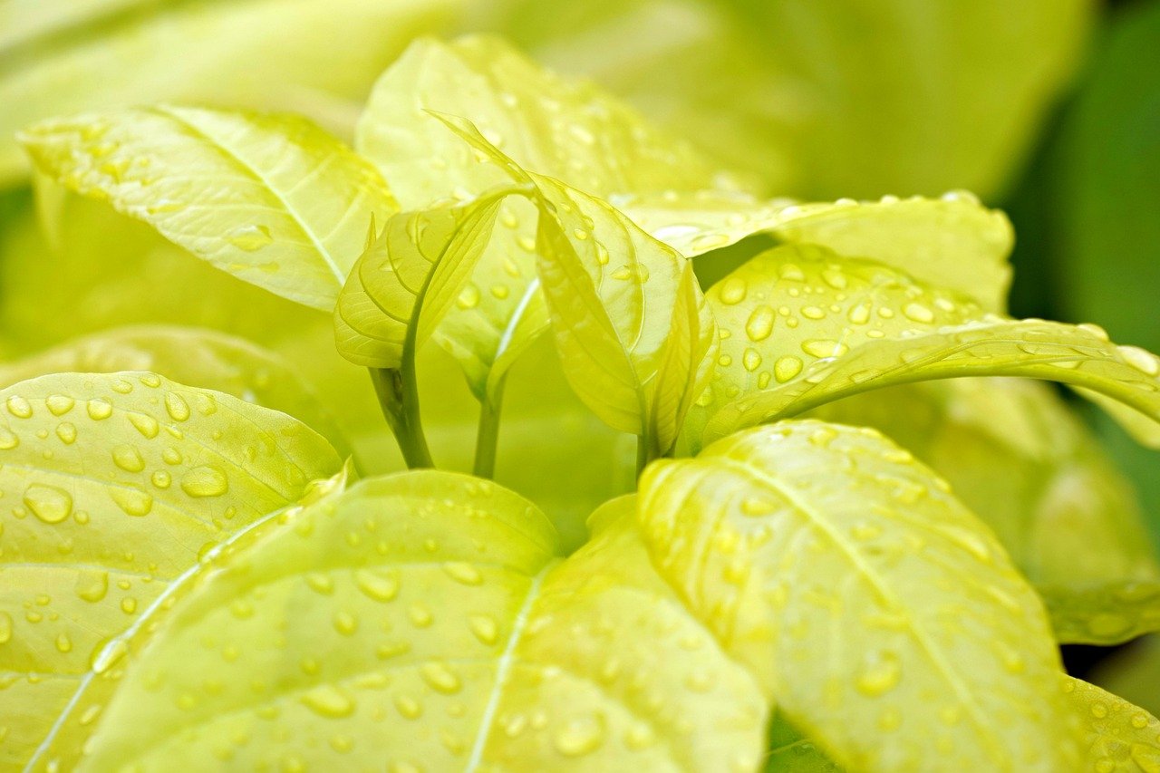 ウォーターサーバーのエコモードはどのように使用すればいいの？