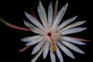 エブリィフレシャスとフレシャスの違いを比較してみると？