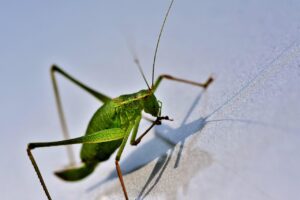 宅配水サーバーの配送をスキップする方法は？