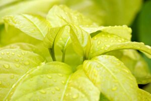 宅配水サーバーのエコモードはどのように活用できる？