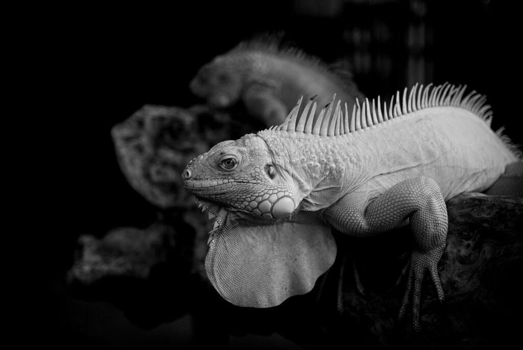 レンタルと購入、どちらがあなたにとってお得なのか？