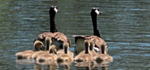 宅配水サーバーは家族向けに最適？選び方と注意点を解説！