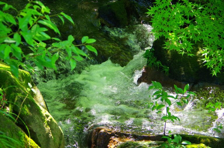 宅配水サーバーの水源はどこ？選ぶ際のポイントと注意点は？